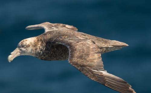 Albatross - South Atlantic 6.5 6.5 7 20 Herb McClelland  Nature Silver