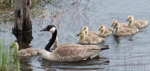 Canada Goose With Family 7 7.5 7.5 22 SPP Herb McClelland  Nature Silver