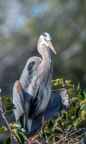 Great Blue Heron - Adult 7 7 7.5 21.5 Herb McClelland  Nature Silver