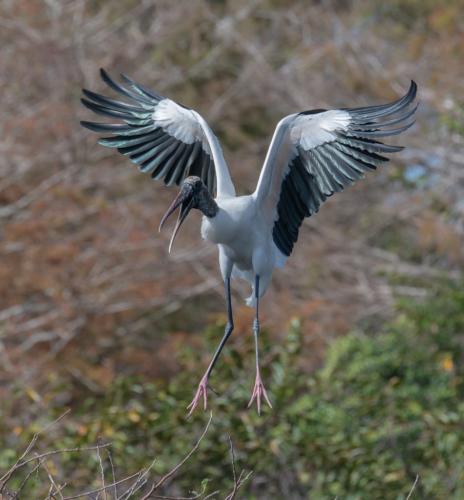 Wood Stork 8 7 7.5 22.5 SPP Herb McClelland  Nature Silver