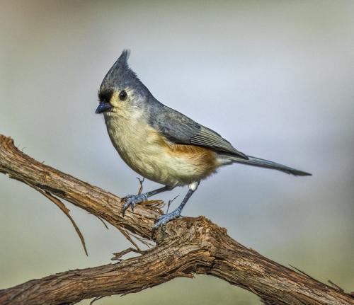 Tufted Titmouse 7.5 7 7 21.5 Gary Love  Nature Master