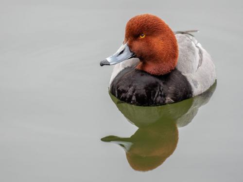 Redhead Duck 8 7.5 7.5 23 GPP Brian Floyd  Nature Gold