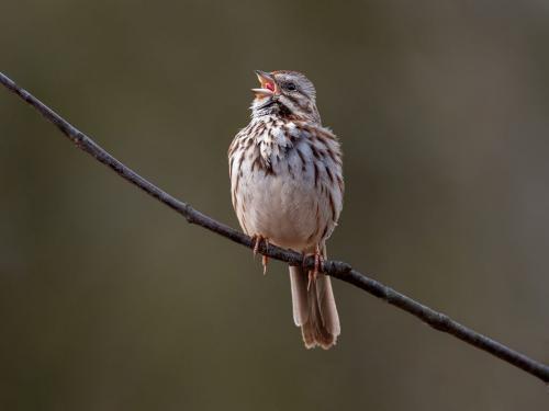Song Sparrow 8 8 7 23 GPP Brian Floyd  Nature Gold