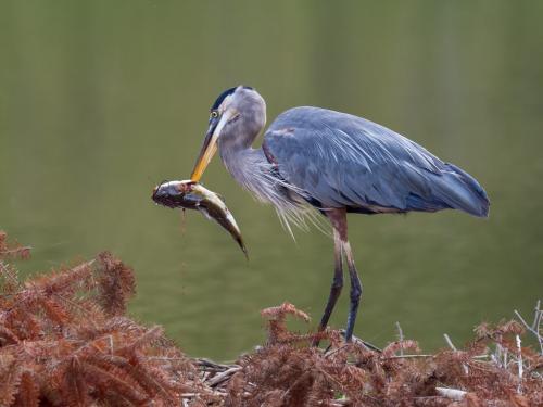 Great Blue Heron Spearfishing 9.5 8.5 9 27 TC GPP Brian Floyd  Nature Gold