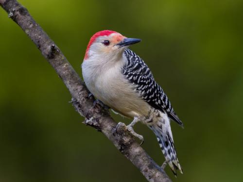 Red-Bellied Woodpecker 8 8 7 23 GPP Brian Floyd  Nature Gold