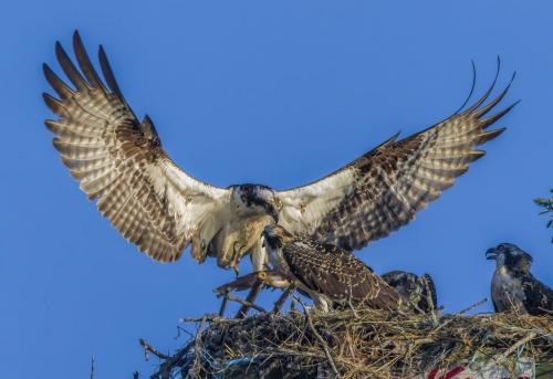 Osprey  8 7.5 8.5 24 DP Gary Love  Nature Master