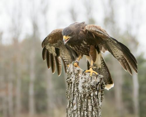 Harris Hawk 7 7.5 7 21.5 Gary Love  Nature Master