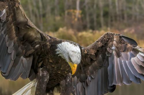 Bald Eagle 7 6.5 6.5 20 Gary Love  Nature Master