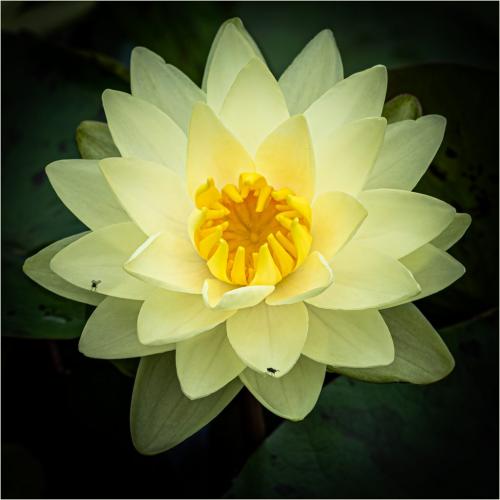 Water Lily 7 8 7.5 22.5 Kathryn Martin  Pictorial Gold