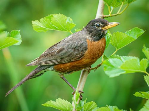 American Robin 8 7.5 7.5 23 GPP Kathryn Martin  Nature Gold