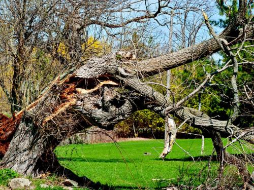 After The Storm 6.5 6.5 6.5 19.5 Serge Priffer  Pictorial Silver