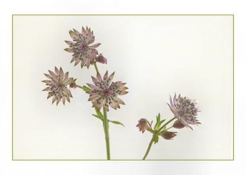 Astrantia  8 7.5 8 23.5 GPP Judy Boufford  Creative Gold