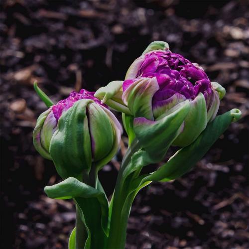 Budding Tulips 7.5 7 7 21.5 Judy Moniz  Pictorial Silver