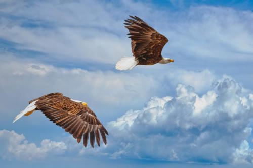 Bald Eagle 7.5 7 7.5 22 Victor Turczynski  Nature Gold