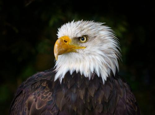 Baldeagle 9 8 8 25 TC SPP Andy Langs  Nature Silver