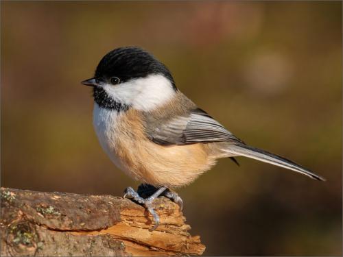 Black-Capped Chickadee 7 7.5 7.5 22 Bela Acs  Nature Master