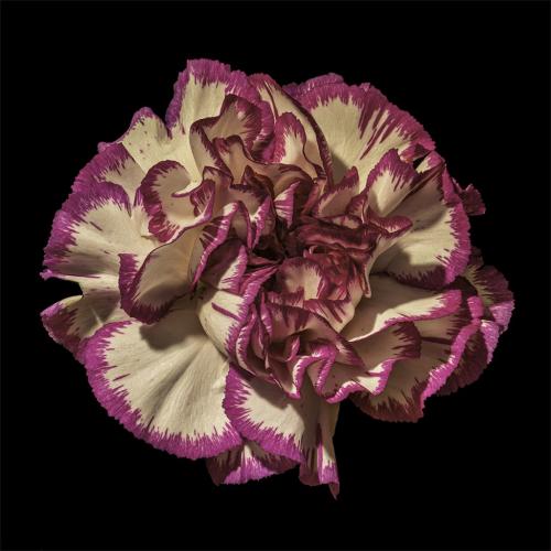 Carnation 7 7.5 7.5 22 Claudia Povilauskas  Pictorial Gold