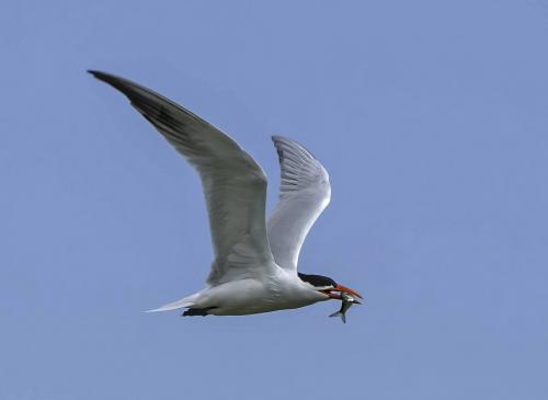 Caspian Tern With Fish 7 7 8 22 Jim Maguire  Nature Gold