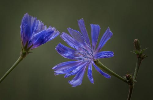 Chicory 8 8.5 7 23.5 Doug Doede  Nature Master