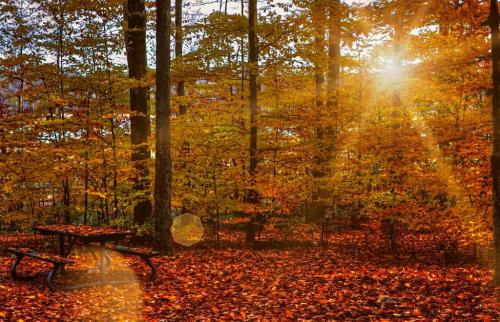 Natures Red Carpet 6.5 6 5.5 18 Marino Favretto  Nature Bronze