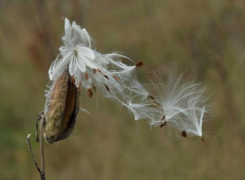 Milkweed Pod 8 8.5 7.5 24 DP Heather Engel  Nature Master
