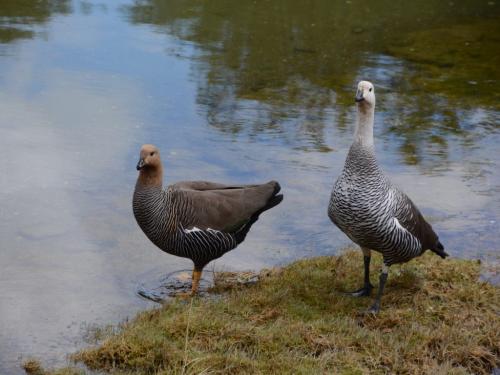 Upland Goose 6 6 6 18 Ewa Rakowski  Nature Silver
