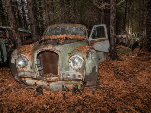 Once A Field, Now A Forest 7 6.5 7 20.5 Mike Mulvale  Pictorial Bronze