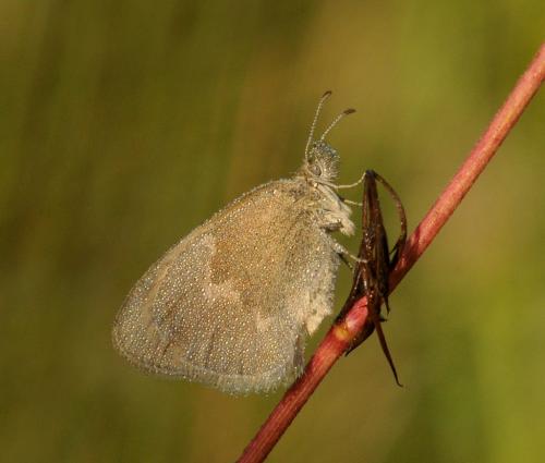 Common Ringlet 6.5 8 7.5 22 Heather Engel  Nature Master