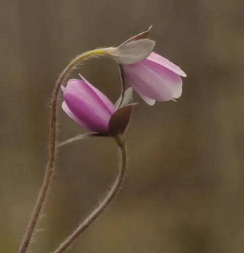 Hepatica 7 8.5 7.5 23 Heather Engel  Nature Master