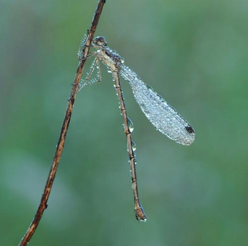 Hagen'S Bluet 8 7.5 8 23.5 Heather Engel  Nature Master