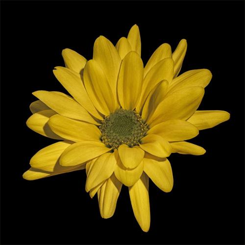 Yellow Daisy 7.5 7 7.5 22 Claudia Povilauskas  Pictorial Gold