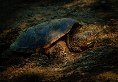Egg Laying Snapping Turtle 7 7.5 8 22.5 Bela Acs  Nature Master