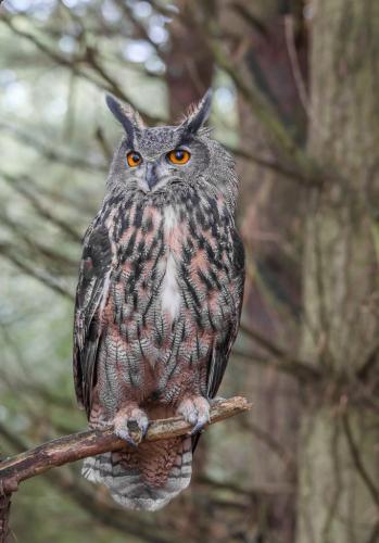 Eurasian Eagle Owl 7 8 7 22 Bertin Francoeur  Nature Gold