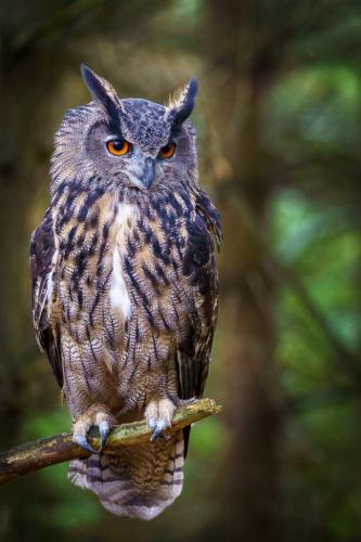 Eurasian Eagle-Owl 8 7.5 7.5 23 SPP Andy Langs  Nature Silver
