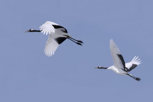 Follow Me 7.5 6.5 7.5 21.5 Peter Chow  Pictorial Silver