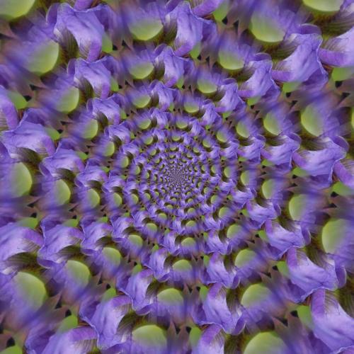 Iris Spiral 7 7.5 7.5 22 Leonie Holmes  Creative Gold