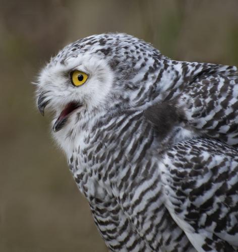 Snowy Owl Portrait 7.5 8 7 22.5 Elzbieta Piskorz  Nature Gold
