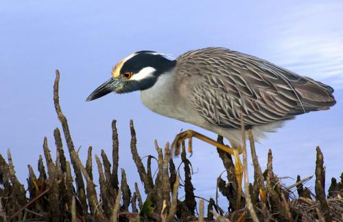 Yellow Crowned Night Heron 7 7.5 7 21.5 Leonie Holmes  Nature Gold