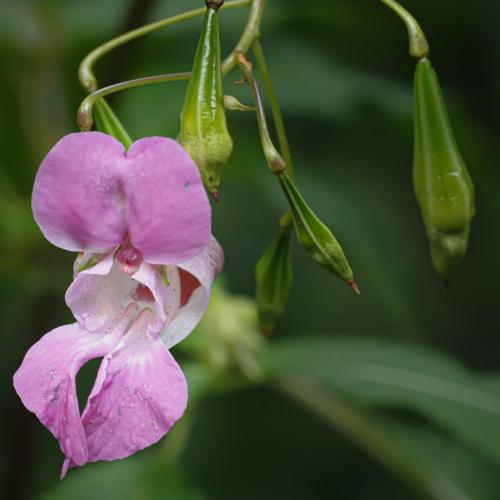 Himalayan Balsam 6 6.5 6 18.5 John Strung  Nature Gold