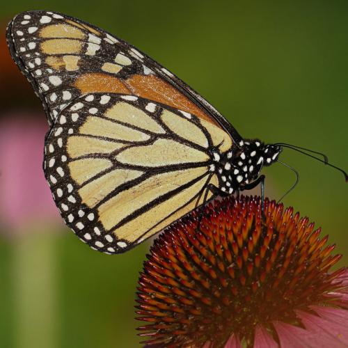 Monarch Butterfly On Echinacea 6.5 7 7 20.5 John Strung  Nature Gold