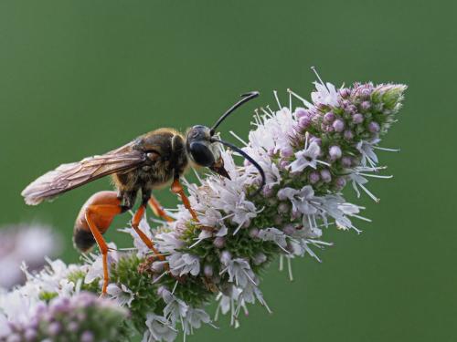 Wasp 7 9.5 7.5 24 HM GPP John Strung  Nature Gold