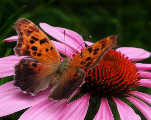 Eastern Coma Butterfly 8 7 7.5 22.5 Colleen Bird  Nature Gold