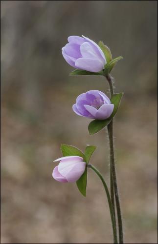 Hepatica 2 8 8 7.5 23.5 GPP Colleen Bird  Nature Gold