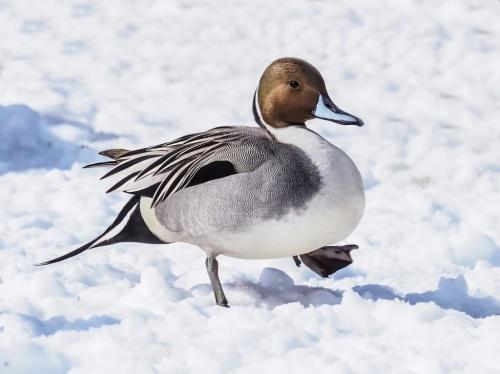 Pintail Duck 7 8 8 23 GPP Colleen Bird  Nature Gold