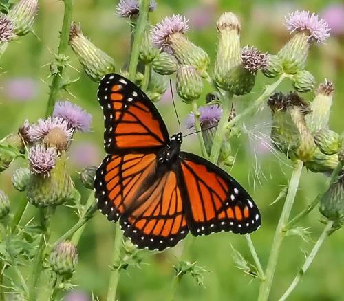 Viceroy Butterfly 6 7.5 6.5 20 Colleen Bird  Nature Gold