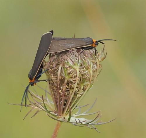 Yellow Collared Scape Moth 7 7 8 22 Colleen Bird  Nature Gold