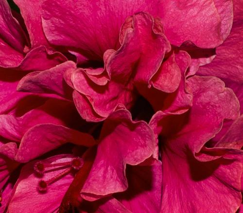 Red Hibiscus 6.5 7 6.5 20 Elzbieta Piskorz  Pictorial Gold