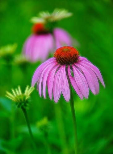 Cone Flower 6 7 7 20 Leonie Holmes  Pictorial Gold