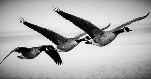 Geese In Flight  Nature Bronze
