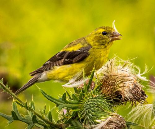 Goldfinch On Thistle 7.5 8.5 7.5 23.5 GPP David Evans  Nature Gold